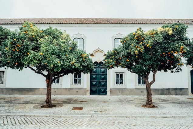 Orange trees against traditional Mediterranean city house building. Traditional urban exterior.