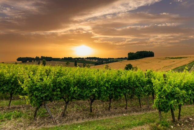 Beautiful vineyard at sunset. Travel around France, Bordeaux