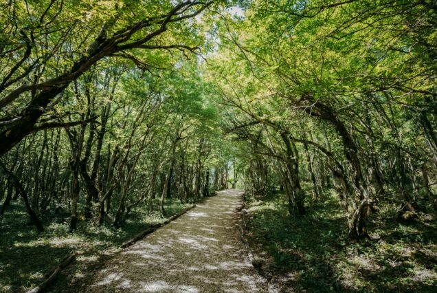 Kutaisi, Georgia. Forest Road Lane Pathway Among Greenery In Sta