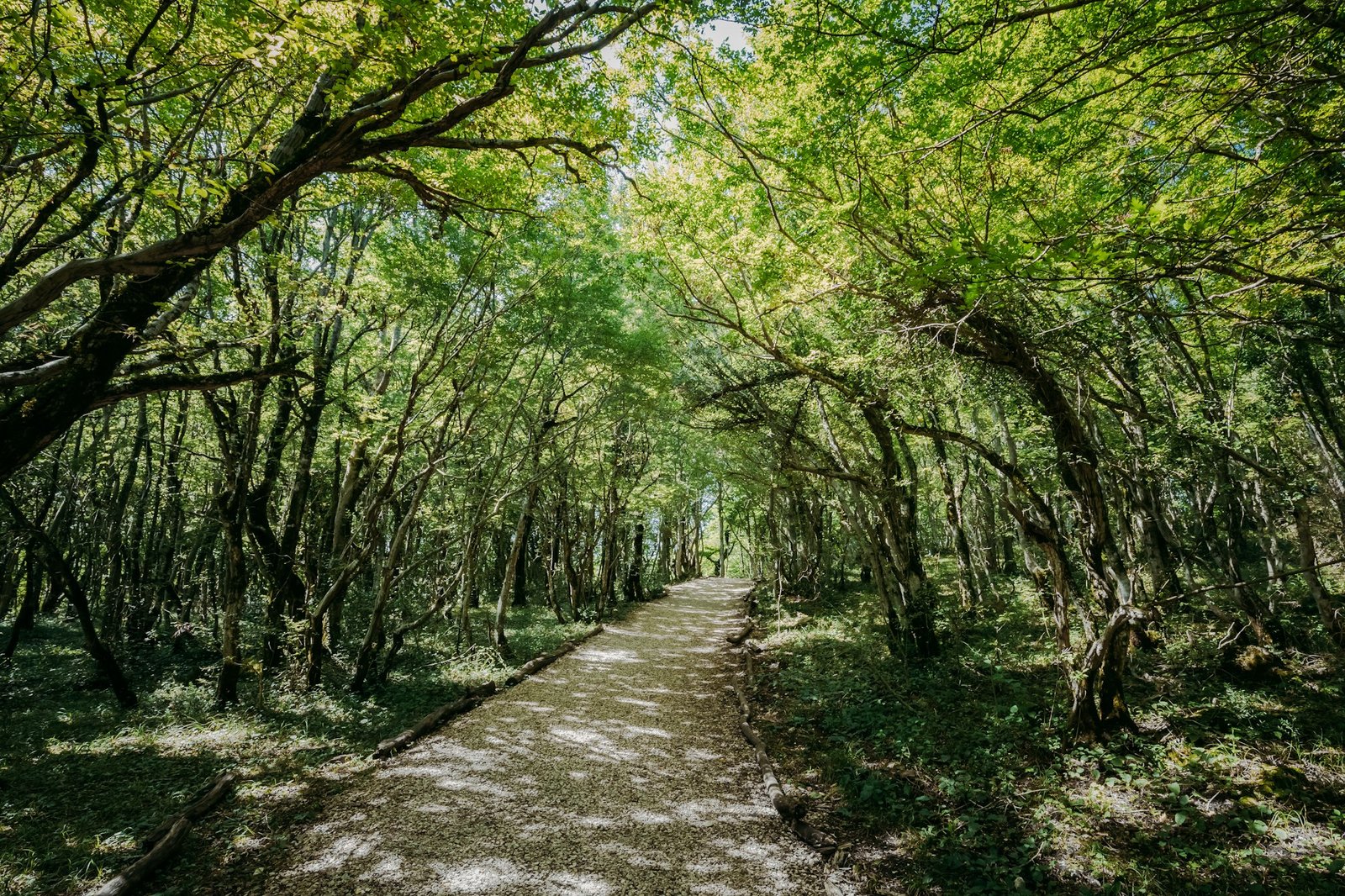 Kutaisi, Georgia. Forest Road Lane Pathway Among Greenery In Sta
