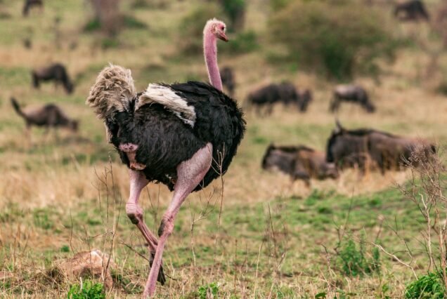 Male Ostrich Walking Wilderness Savannah Grasslands Nairobi National Park Kenyas Capital