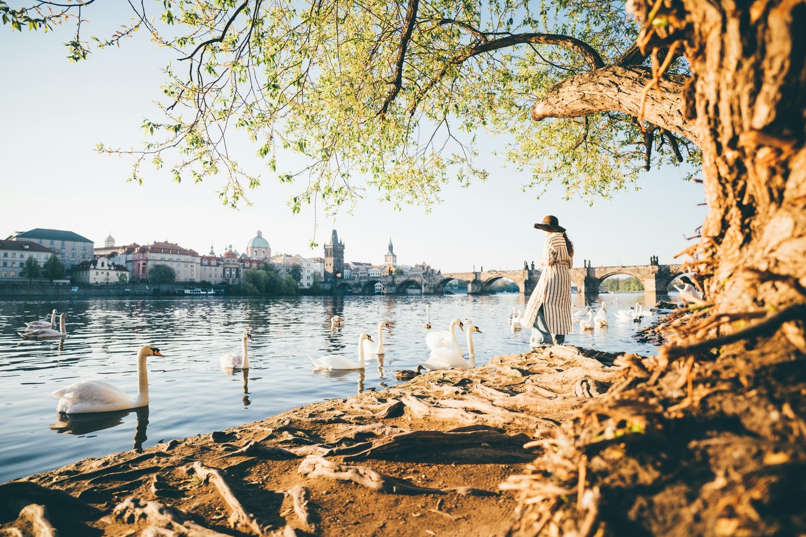 Woman in white dress and brown hat feeding white swans at Vltava river in Prague.