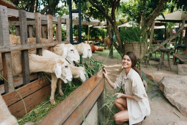 A woman in a white dress feeding sheep at an animal farm in phuket, phuket, phuket, phuket, phuket