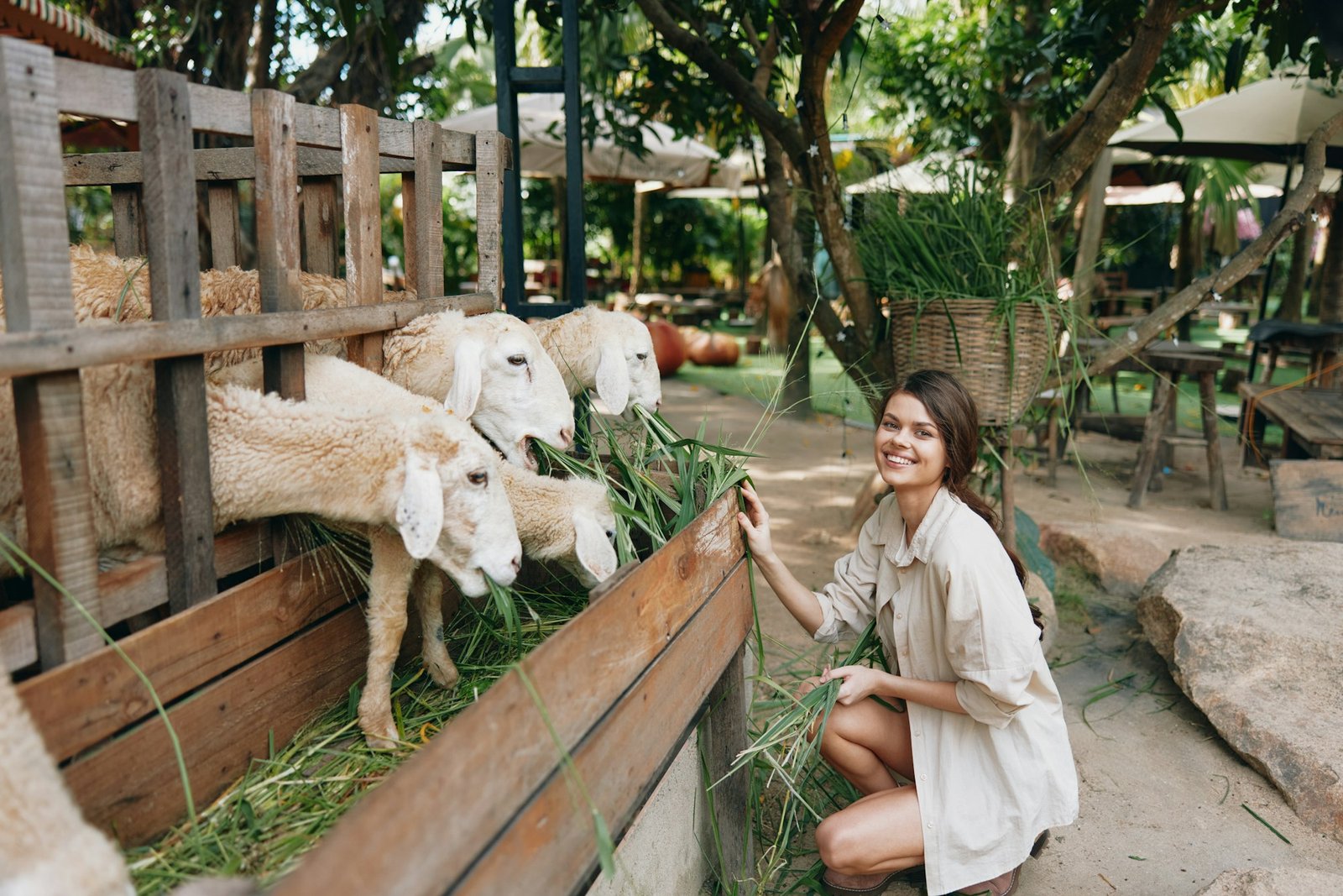 A woman in a white dress feeding sheep at an animal farm in phuket, phuket, phuket, phuket, phuket
