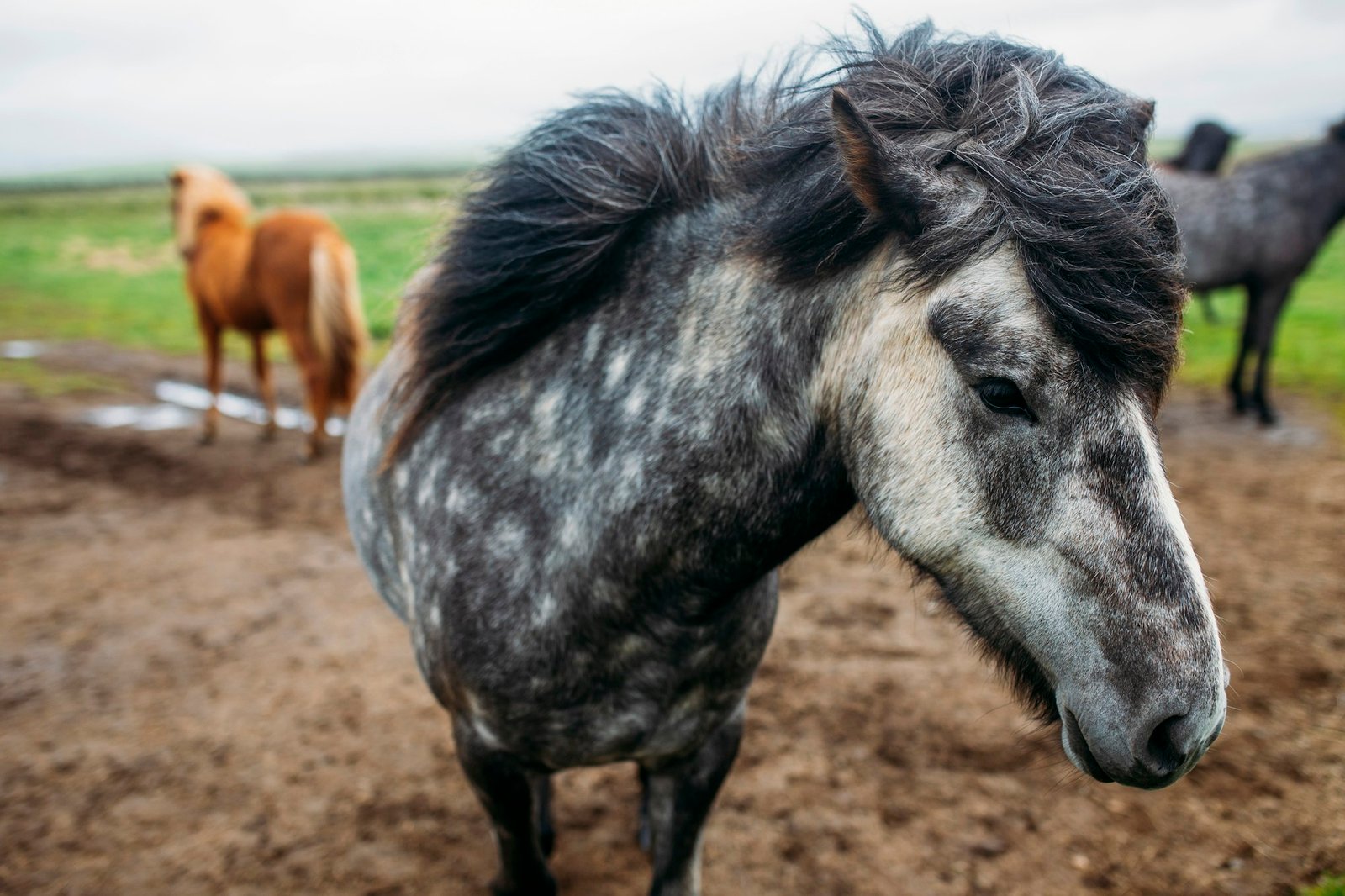 Beautiful Icelandic horses roaming in northern meadow