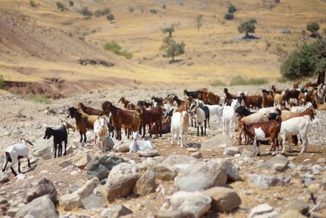 Goats on a pastures of Cyprus.