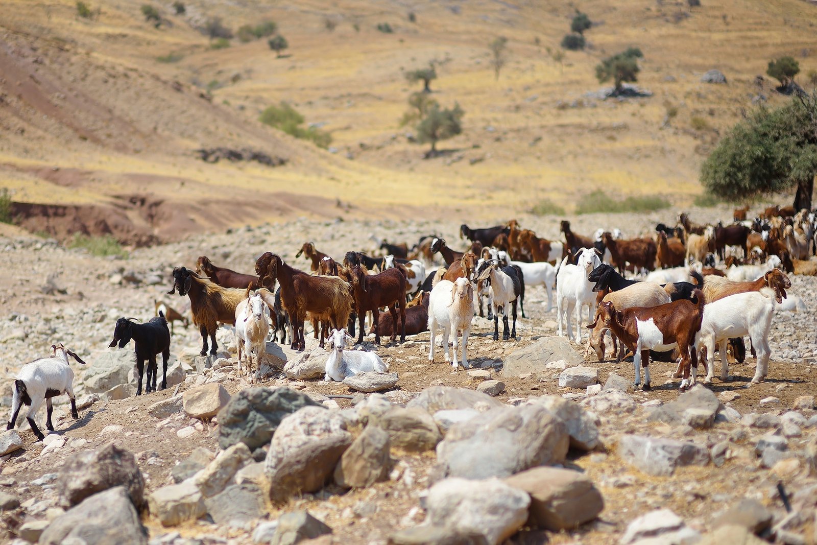 Goats on a pastures of Cyprus.