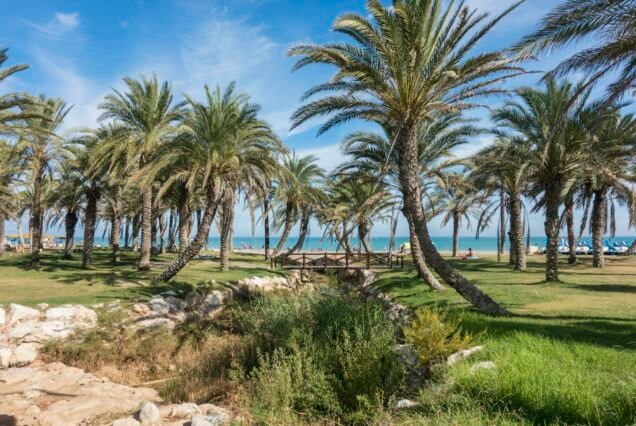 Palm grove along the beach at La Carihuela beach, Torremolinos, Andalucia, Spain on a sunny day