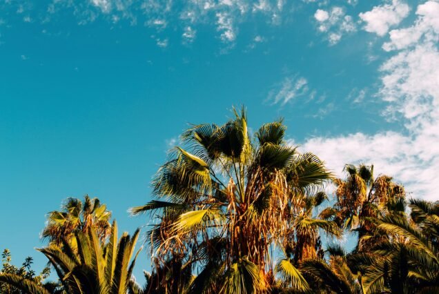 The palms. Tenerife. Palm print.