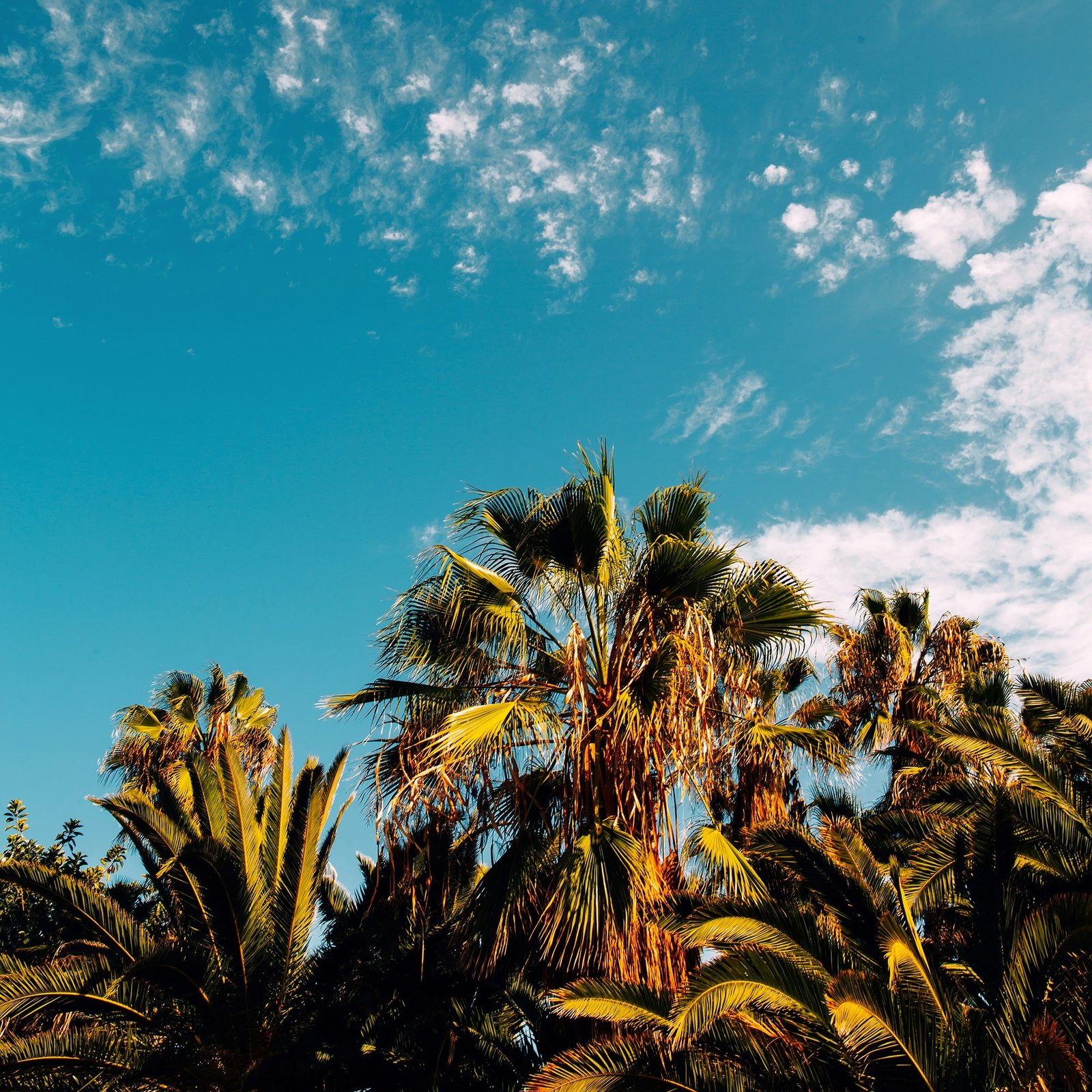 The palms. Tenerife. Palm print.