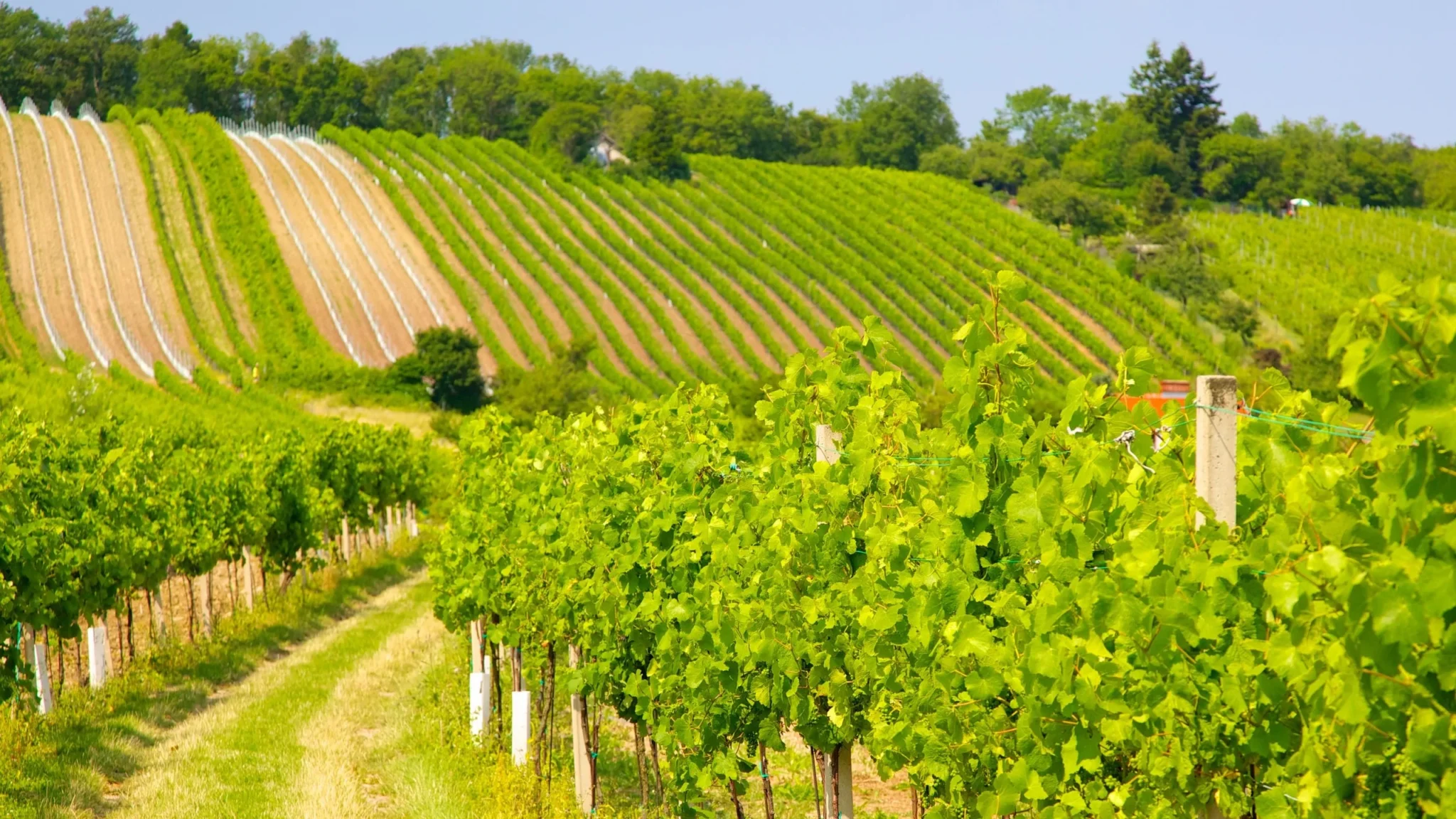 47526-Weingut-Wolff-Vineyard